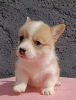 Photo №3. Chiots Welsh Corgi Pembroke. Serbie