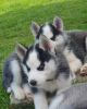 Photos supplémentaires: Siberian Husky-Welpen verfügbar
