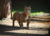 Photos supplémentaires: Chiots tyrans américains