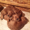 Photo №3. Mini chiots Goldendoodle. USA