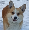 Photo №3. Adorables bébés Welsh Corgi Pembroke. Biélorussie