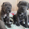 Photo №1. cane corso - à vendre en ville de Berlin | 750€ | Annonce №98898