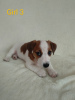 Photo №2 de l'annonce № 17420 de la vente jack russell terrier - acheter à Ukraine annonce privée, de la fourrière