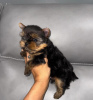 Photo №2 de l'annonce № 121632 de la vente biewer yorkshire terrier - acheter à La Grande-Bretagne annonce privée, de la fourrière, de l'abri, éleveur