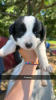 Photo №1. border collie - à vendre en ville de Iowa City | 379€ | Annonce №111393