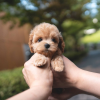 Photo №1. cocker spaniel anglais, caniche (jouet) - à vendre en ville de Paris | négocié | Annonce №85565