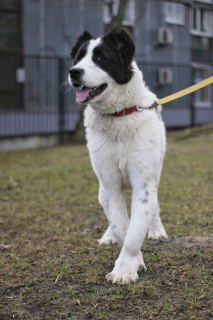 Photo №2 de l'annonce № 6230 de la vente chien bâtard - acheter à Fédération de Russie de l'abri