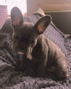 Photo №4. Je vais vendre bouledogue en ville de Kiev. annonce privée - prix - 930€