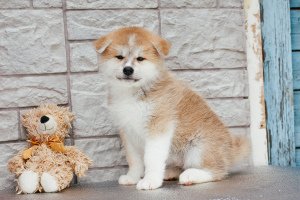 Photos supplémentaires: Chiots chics Akita Inu