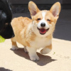 Photo №1. welsh corgi - à vendre en ville de Berne | négocié | Annonce №120115