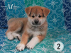 Photo №1. akita (chien) - à vendre en ville de Kiev | 423€ | Annonce №7549