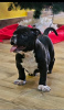 Photo №3. Micro poche American Bully. Serbie