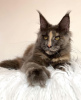 Photo №3. Maine coon. USA