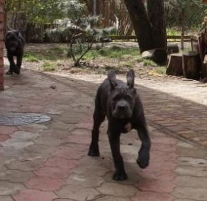 Photos supplémentaires: Chiots Cane Corso à vendre