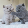 Photo №2 de l'annonce № 115213 de la vente british shorthair - acheter à Pays Bas annonce privée