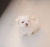 Photo №1. bichon maltais - à vendre en ville de Bremen | 284€ | Annonce №70933