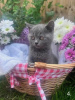 Photo №1. british shorthair - à vendre en ville de Wiesbaden | 350€ | Annonce № 108598