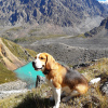 Photo №1. Service d'accouplement - race: beagle. Prix - négocié