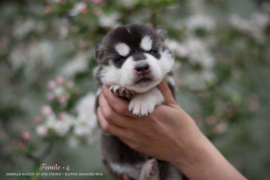 Photos supplémentaires: Chiots husky sibérien de parents généalogiques