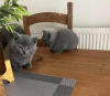 Photo №2 de l'annonce № 108601 de la vente british shorthair - acheter à Allemagne annonce privée, de la fourrière, de l'abri, éleveur