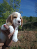 Photo №1. beagle - à vendre en ville de Helsinki | 360€ | Annonce №124970