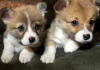 Photos supplémentaires: Chiots corgi gallois