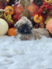 Photo №2 de l'annonce № 44775 de la vente shih tzu - acheter à Allemagne 