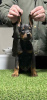 Photos supplémentaires: Chiots Dobermann