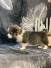 Photo №4. Je vais vendre welsh corgi en ville de Glendale. annonce privée - prix - 3502€