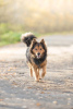 Photo №3. Beau chien aux cheveux longs Thor entre de bonnes mains. Fédération de Russie