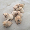 Photo №1. chow-chow - à vendre en ville de Антверпен | négocié | Annonce №123535