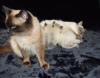 Photo №3. Chatons Ragdoll disponibles pour les foyers aimants. Espagne