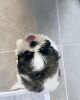 Photo №3. Superbes chiots Shih Tzu à adopter. Suisse