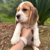 Photos supplémentaires: Nous avons une portée de magnifiques chiots beagle,