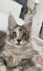 Photo №1. maine coon - à vendre en ville de Снежинск | 1500€ | Annonce № 11377