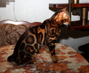 Photos supplémentaires: Accouplement avec un chat Bengal