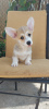 Photo №3. Chiots Welsh Corgi Pembroke. Serbie