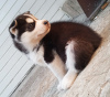 Photo №4. Je vais vendre husky de sibérie en ville de Юлихярмя. éleveur - prix - 1000€