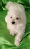 Photo №1. bichon à poil frisé - à vendre en ville de Zrenjanin | négocié | Annonce №70835