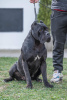 Photos supplémentaires: Chiots Cane Corso