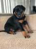 Photo №1. dobermann - à vendre en ville de Londres | négocié | Annonce №123501