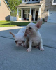 Photos supplémentaires: chiots bouledogue français en bonne santé