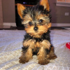 Photo №1. yorkshire terrier - à vendre en ville de Houston | 423€ | Annonce №15454