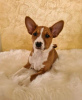 Photo №1. basenji - à vendre en ville de Prague | négocié | Annonce №109966