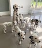 Photo №1. dalmatien - à vendre en ville de Wyoming | 284€ | Annonce №36303