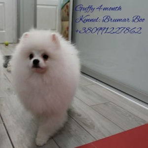 Photo №4. Je vais vendre spitz nain en ville de Zaporijia. de la fourrière, éleveur - prix - Négocié