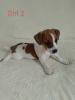 Photo №3. Chiot Jack Russell Terrier à vendre. Ukraine