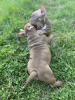 Photos supplémentaires: Chiots Pocket Bully, mâles et femelles, libres de demander