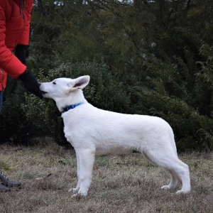 Photo №2 de l'annonce № 4815 de la vente berger blanc suisse - acheter à Ukraine de la fourrière