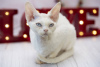 Photo №2 de l'annonce № 41545 de la vente devon rex - acheter à USA éleveur